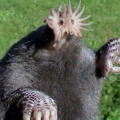 Profile Picture of Brian Bock (@bhneff11) on Twitter