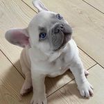 Profile Picture of Carlos Slater (@carlos_baba_frenchie) on Instagram