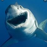 Profile Picture of Jeremy Peckholdt (@stop_shark_finning1) on Instagram
