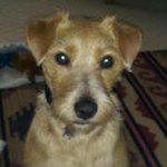 Profile Picture of Belinda Armstrong (@belinda_elmo) on Instagram