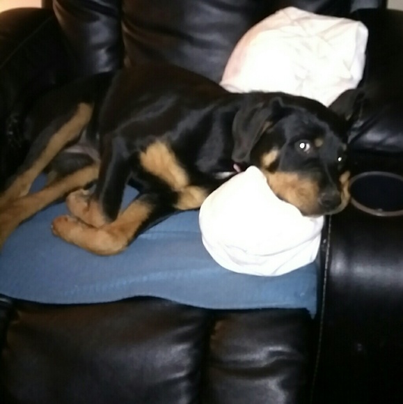 Profile Picture of Kim Kubek (@ckkubek) on Poshmark