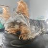 Profile Picture of Oreo_theyorki (@@samuelpendleton) on Tiktok