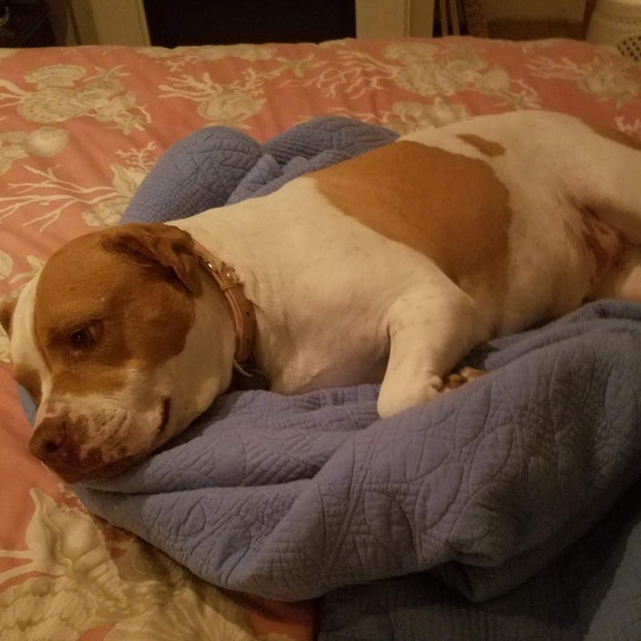 Profile Picture of Lisa potter Potter (@renard1028) on Poshmark