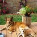 Profile Picture of Stacy Newton Laughlin (@newtonlaughlin) on Pinterest