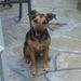 Profile Picture of James Gomes (@jgomes952) on Pinterest