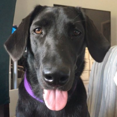 Profile Picture of Ray Grimm (@rgrimm12) on Twitter