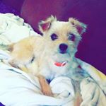 Profile Picture of Tiny Thompson (@_tiny.da.morkie_) on Instagram