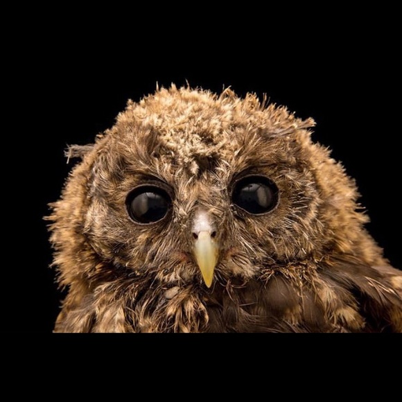 Profile Picture of Janet Perkins (@just1janet) on Poshmark