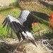 Profile Picture of Alexander Cheng (@acheng2830) on Pinterest