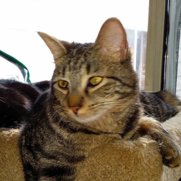 Profile Picture of Jackye Tisdell (@jmkt) on Poshmark