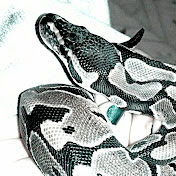 Profile Picture of Brian Carlin (@briancarlin5941) on Youtube