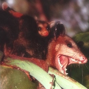 Profile Picture of Adam Iglesias (@tintosluro) on Myspace