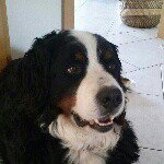 Falko Klein - Instagram Profile Picture of Falko Klein (@grosser_boeser_hundi) on Instagram