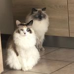 Profile Picture of Bonny&bottigigi😽 (@le_principesse_siberiane) on Instagram