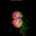 Profile Picture of Lisann Saar (@idfclys) on Pinterest