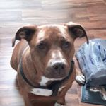 Profile Picture of Patricia Capps (@capps6140) on Instagram