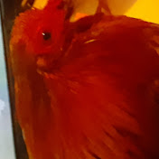 Profile Picture of Raymond Guido (@raymondguido2856) on Youtube