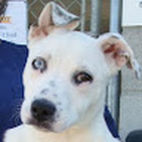 Shay Perez - Quora Profile Picture of Shay Perez (@shay-perez-10) on Quora