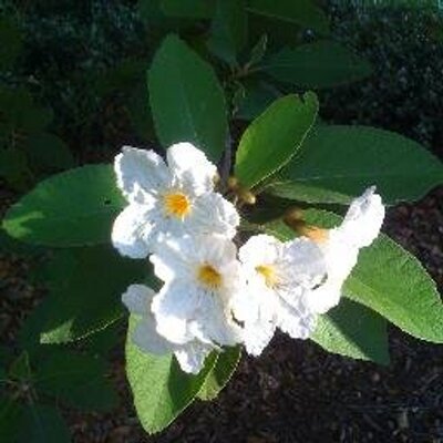 Profile Picture of Ellen Goldstein (@goldhaus21) on Twitter