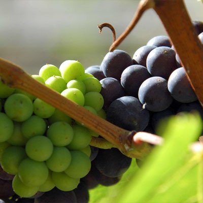 Profile Picture of Hendrik Thijs Martin (@WijnkoperMartin) on Twitter