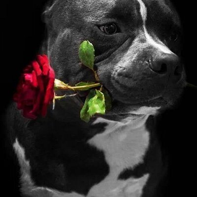 Profile Picture of Margo Hickman (@margo_gmail) on Twitter