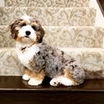 Profile Picture of Allison McDaniel (@a320wife) on Instagram
