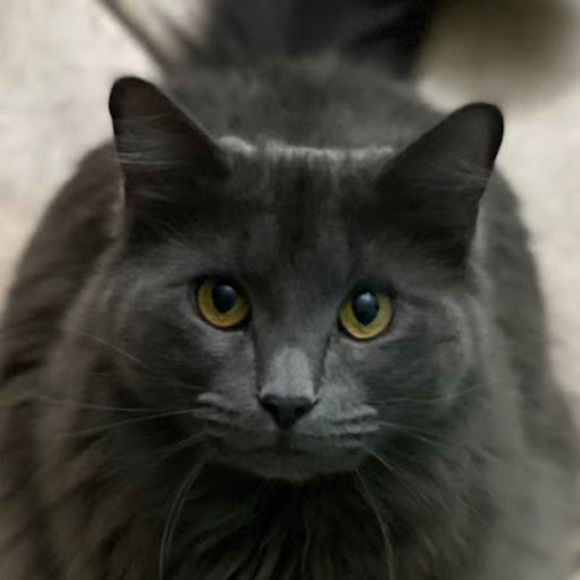 Profile Picture of Maddie Halechko (@maddiehalechko) on Poshmark