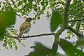 Falkenstein's greenbul - Wikipedia Profile Picture of Falkenstein's greenbulon Wikipedia