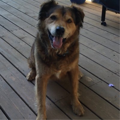 Tricia Koob - Twitter Profile Picture of Tricia Koob (@tricia_koob) on Twitter