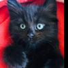 Profile Picture of ElvisJames (@@elvisthekitten3) on Tiktok