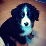 Profile Picture of Roma Don Lezica (@romaboyero) on Instagram