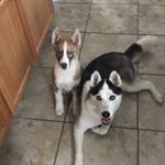 Sapphire - Instagram Profile Picture of Sapphire (@sapphire_and_dexter) on Instagram