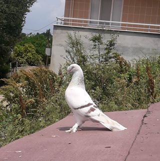 Profile Picture of Davut Çimen (@davut.cimen.965) on Facebook