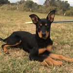 Profile Picture of Dusty Richardson (@dusty.the_kelpie) on Instagram