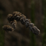 Profile Picture of Franco Rivera (@franco rivera-ch) on Flickr