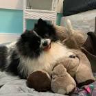 Profile Picture of   Pingo e... (@pingoetheo) on Tiktok