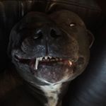 Profile Picture of Shane Jackson (@ronnieboy420) on Instagram