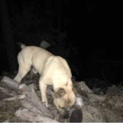 Profile Picture of Jose Moratalla (@moratallav) on Twitter