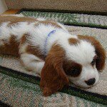 Profile Picture of Dennis liao (@dennisnliao) on Instagram