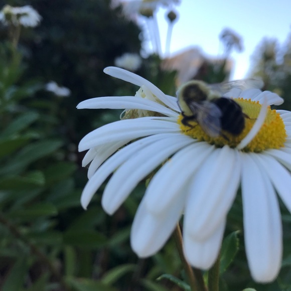 Profile Picture of Rachael Conroy (@rabc21) on Poshmark