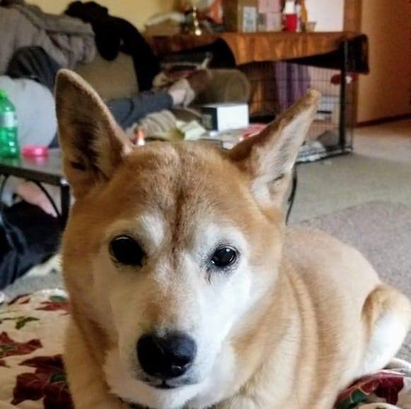 Profile Picture of Sharon Grimm (@rineebear) on Poshmark