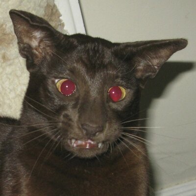 Profile Picture of Jean-luc Brouard (@jeanlucbrouard) on Twitter