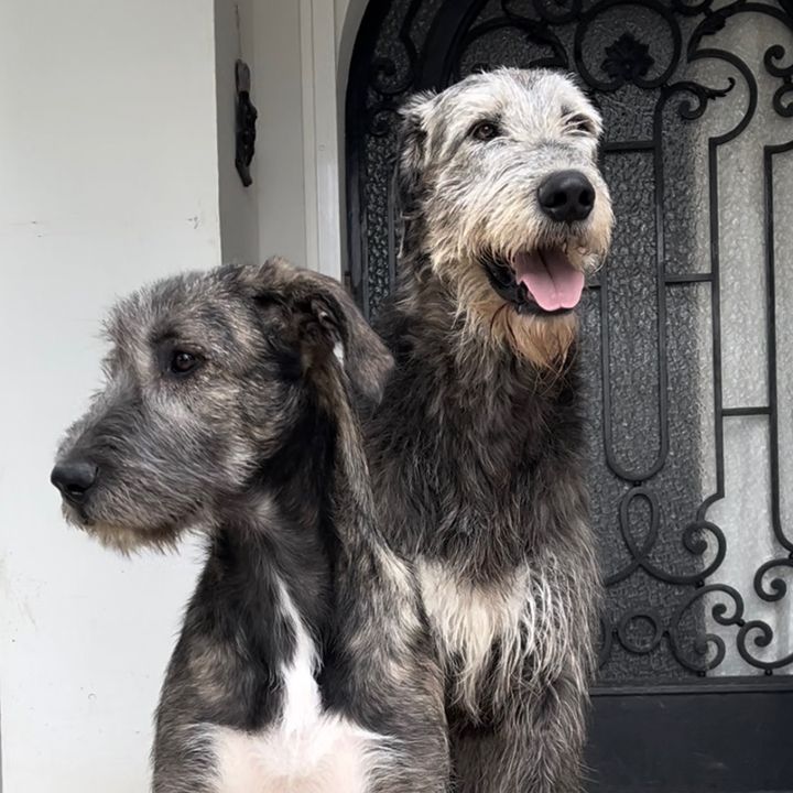 Profile Picture of Du Chrystal d’Ossiàn (@christianchardonnet) on Tiktok