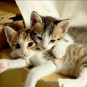 Profile Picture of Saima Mirza (@saimamirza7346) on Youtube