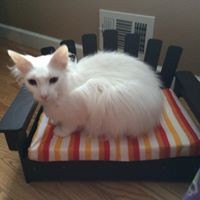 Profile Picture of Joseph Scaduto (@joseph-scaduto-1) on Quora