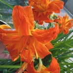 Profile Picture of Amelia Andrade (@Amelia-Andrade) on Facebook