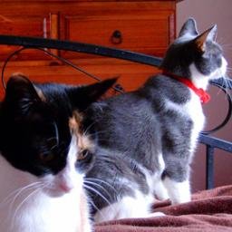 Profile Picture of Dr Catherine Cook (@SeannamiCat) on Twitter