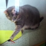 Profile Picture of Michael Guidroz (@smikeysmike3399) on Instagram