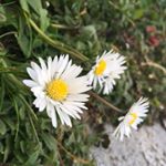 Profile Picture of 蔡兆軒 (@csiuhin) on Instagram