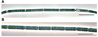 Profile Picture of Prochlorophytaon Wikipedia